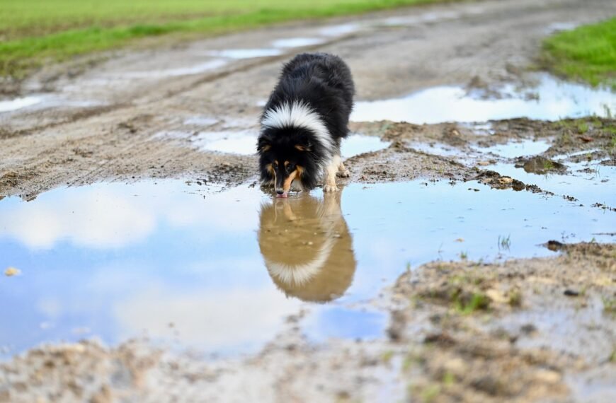 How Pets Make Your Immune System Stronger