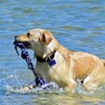 Keep Your Dog Cool in Summer Heat