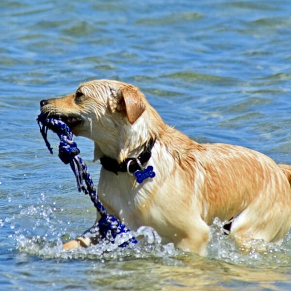 Keep Your Dog Cool in Summer Heat
