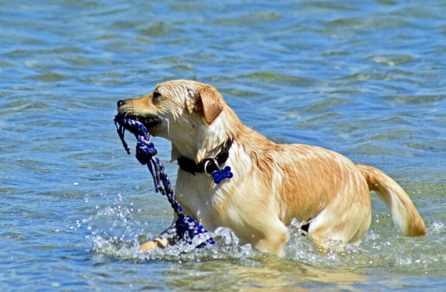 Keep Your Dog Cool in Summer Heat