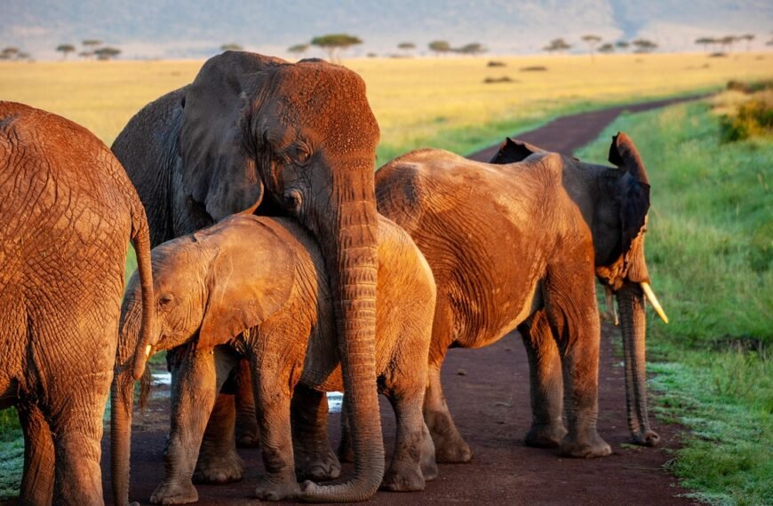 Giants of the Wild: Why World Elephant Day Matters