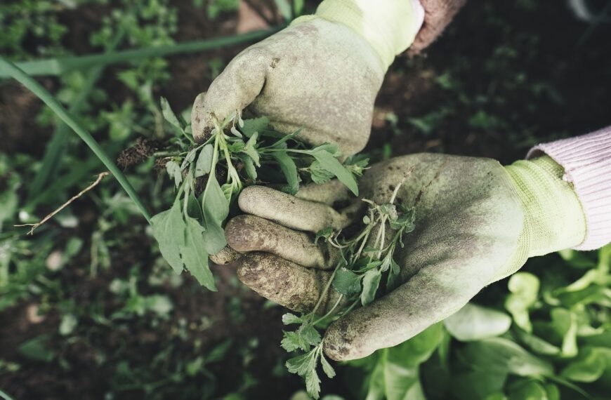Digging Into Happiness: Why Gardening…