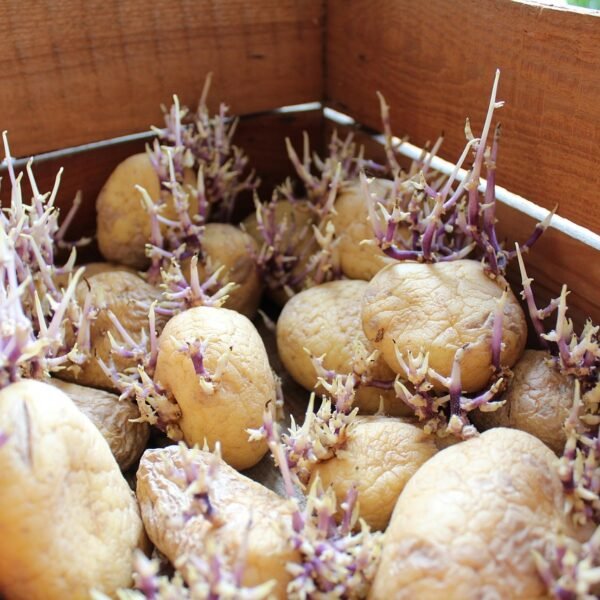 Are Sprouted Potatoes, Onions, and Garlic Safe to&hellip;