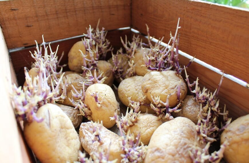 Are Sprouted Potatoes, Onions, and Garlic Safe to Eat?
