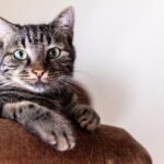 Cats and Alzheimer’s: A Surprising Link