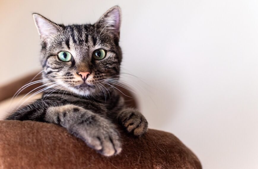 Cats and Alzheimer’s: A Surprising Link