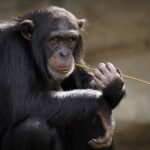 Chimps And Alcohol: Surprising Link To Human Evolution
