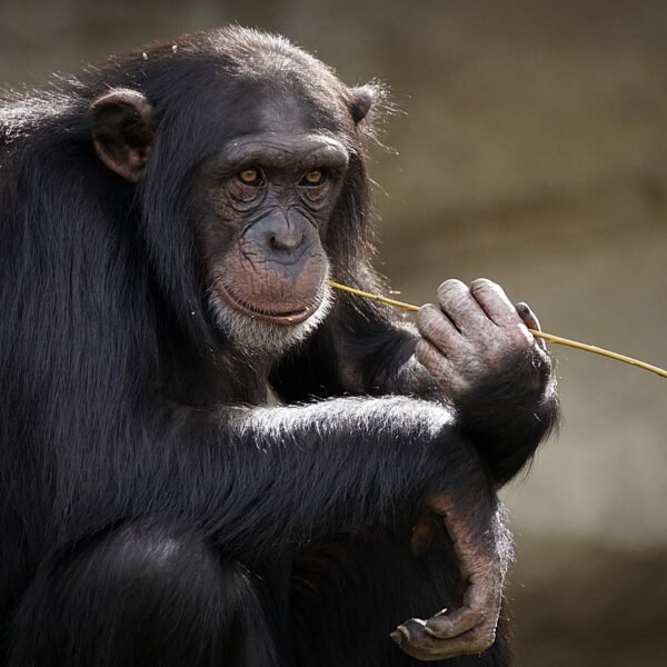 Chimps And Alcohol: Surprising Link To Human Evolution