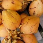 King Coconut – The Secret Drink for a Healthy and Energized Life