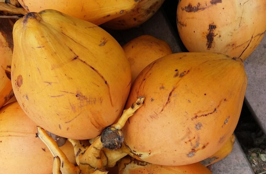 King Coconut – The Secret Drink for a Healthy and Energized Life