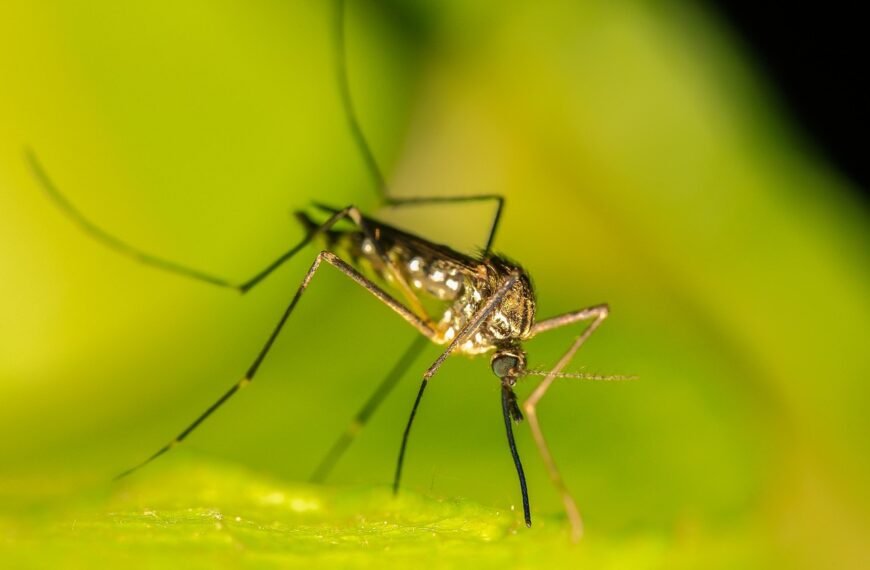 Mosquitoes Arrive in Iceland for…