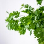 Don’t Eat Coriander Before Doing This – 5 Easy Steps for Clean and Safe Leaves