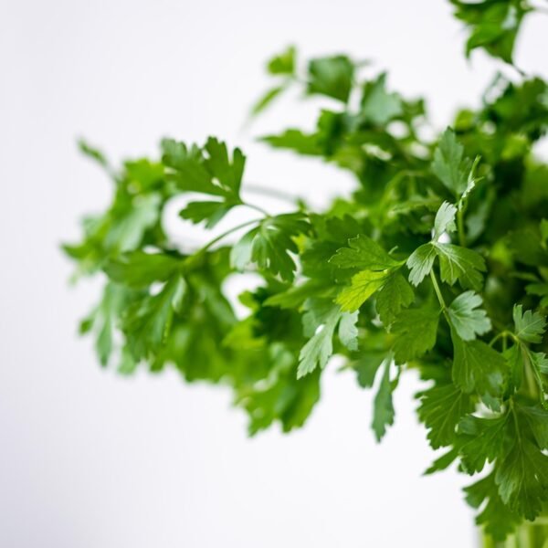 Don’t Eat Coriander Before Doing This – 5&hellip;