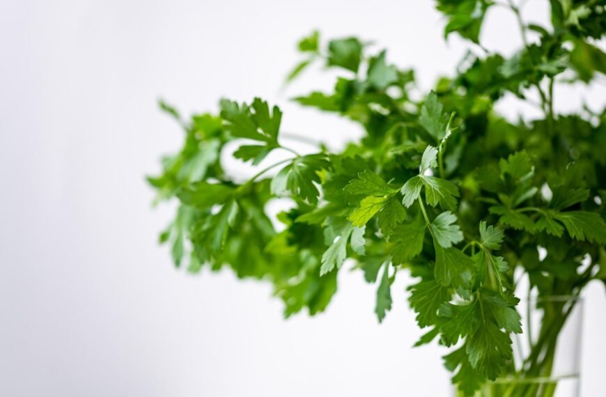Don’t Eat Coriander Before Doing This – 5 Easy Steps for Clean and Safe Leaves