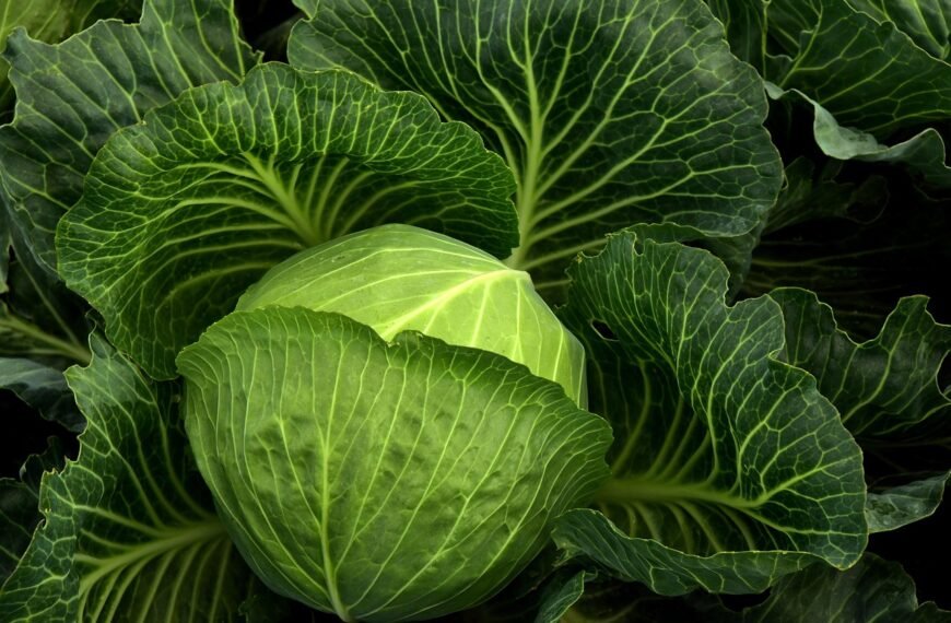 Supercharge Your Winter Health With These 7 Leafy Greens