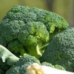 Broccoli’s Secret: The Best Cooking Method for Maximum Health