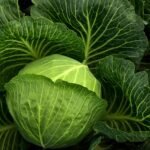 How to Clean Cabbage: Simple Steps to Remove Worms and Pesticides