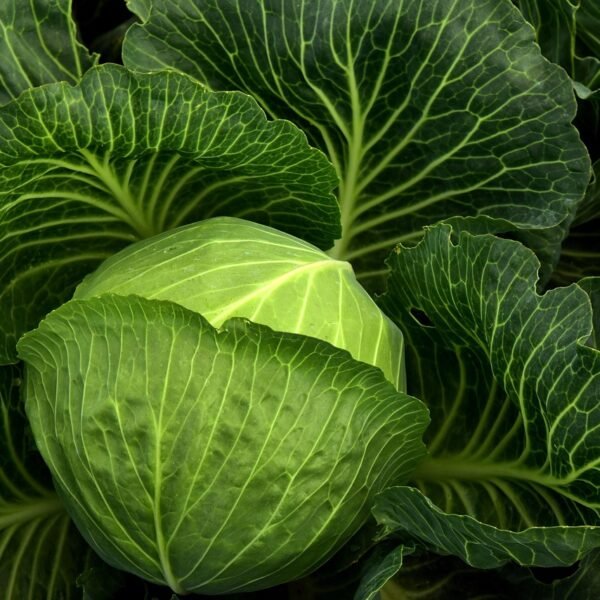 How to Clean Cabbage: Simple Steps to Remove&hellip;